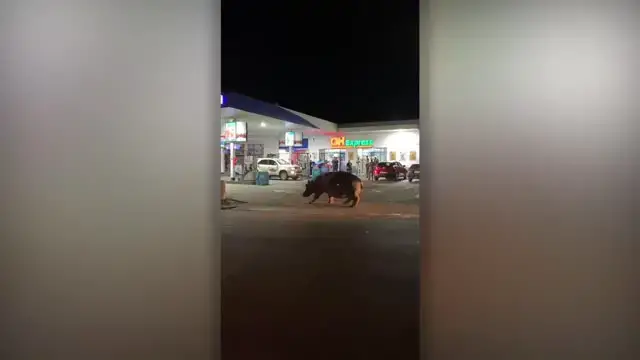 Video thumbnail for Hippo Strolls Into Petrol Station In South Africa | Wild-ish TV