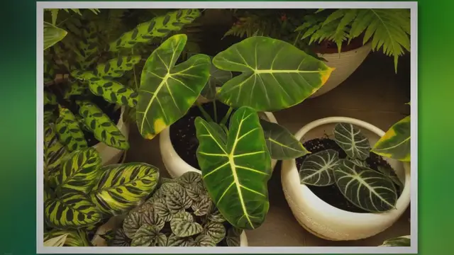 Video thumbnail for Philodendron Care: A Complete Guide