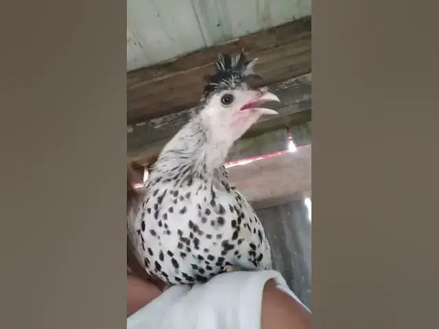 Video thumbnail for Silver Spangled Appenzeller Spitzhauben Jumped on My Shoulder #shorts