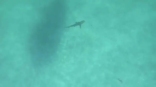 Video thumbnail for Shark Sucker-Punches Diver From Behind | Wild-ish TV