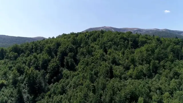 Video thumbnail for Container Shrubs for Small Spaces