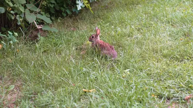 Video thumbnail for Rabbit on a trail 2.