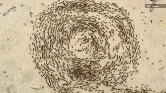 Video thumbnail for Army Ants Trapped in a Death Circle: What Does It Mean?