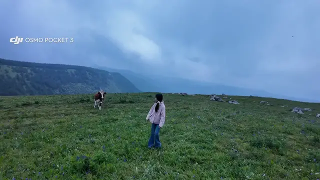 Video thumbnail for Woman Steps Back as Cow Approaches on Shanxi Mountain Grassland