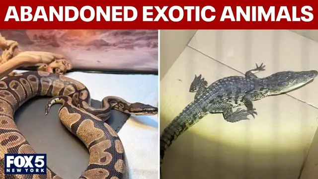 Video thumbnail for Exotic pets being abandoned across Long Island
