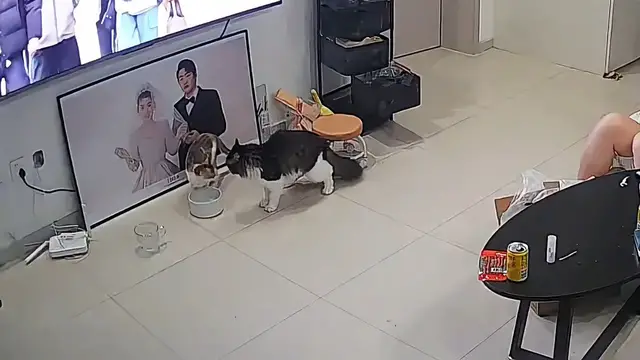 Video thumbnail for Cat Surprised by Another Cat Eating Its Food in Tianjin
