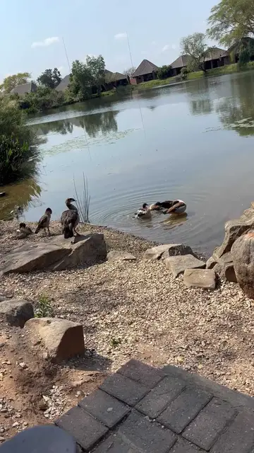 Video thumbnail for Ducks Relaxing by a Tranquil Safari Lodge Lake