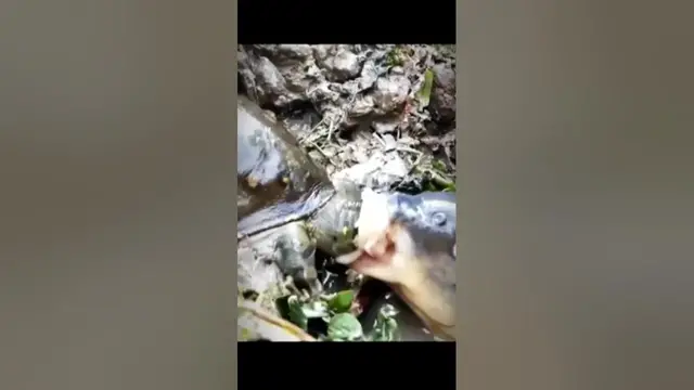 'Video thumbnail for Mirip Ikan Mas #shorts'