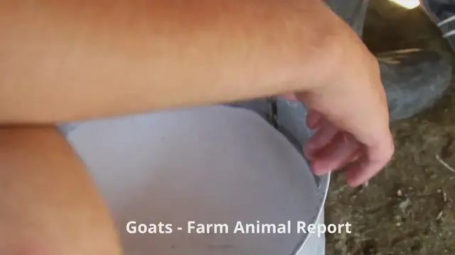 Video thumbnail for Goat Milking Video into pail