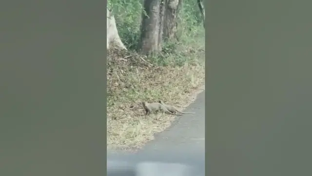 Video thumbnail for Grey Mongoose #shorts