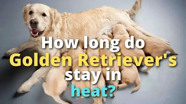 Video thumbnail for How Long Does A Golden Retriever Stay In Heat?