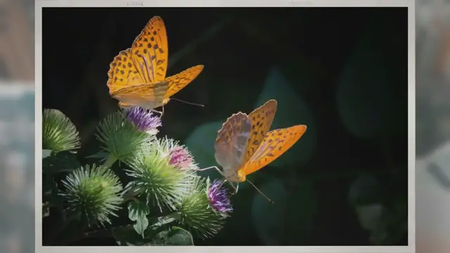 Video thumbnail for Are Butterflies Male or Female?