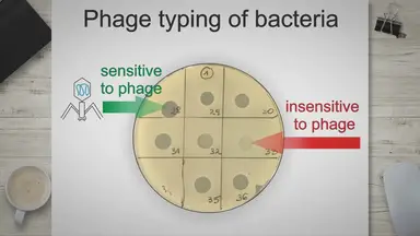 'Video thumbnail for Phage typing for bacterial strain detection and identification'