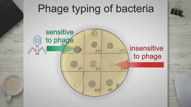'Video thumbnail for Phage typing for bacterial strain detection and identification'