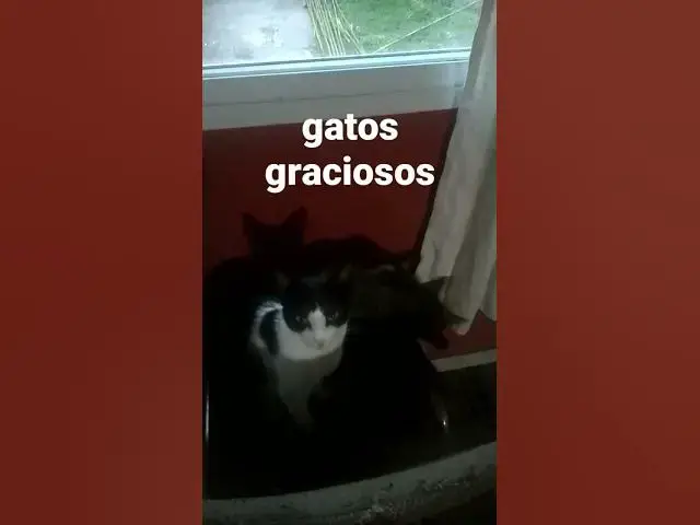 Video thumbnail for gatos graciosos