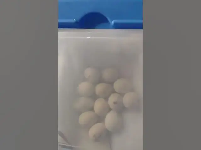 Video thumbnail for Silkie Hatching Eggs Pipping #Shorts