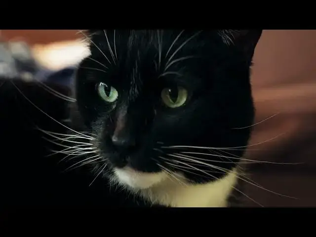 'Video thumbnail for Why are cats so good at landing on their feet?'