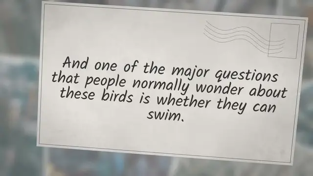 Video thumbnail for Can Turkeys Swim? Or Will They Drown?