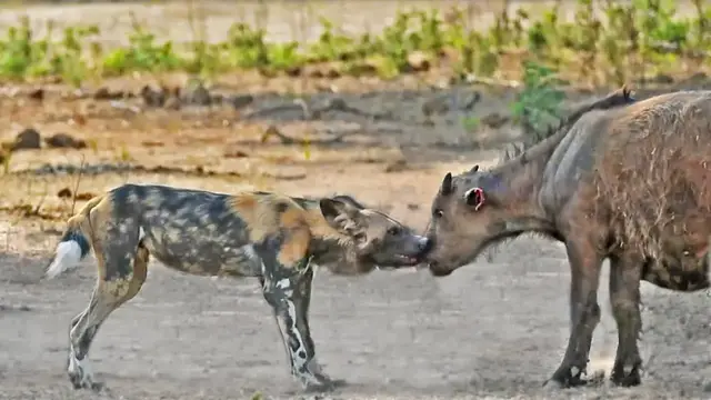 Video thumbnail for Wild Dogs Catch 2 Baby Buffaloes During Stampede