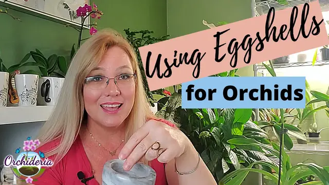 Video thumbnail for Using Eggshells are Orchid Fertilizers