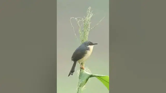 Video thumbnail for Ashy Prinia bird #shorts