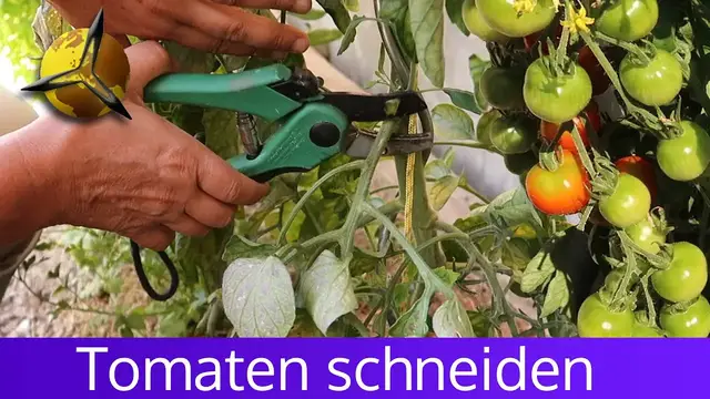 Video thumbnail for Tomatenpflanze schneiden, Tomaten ausgeizen