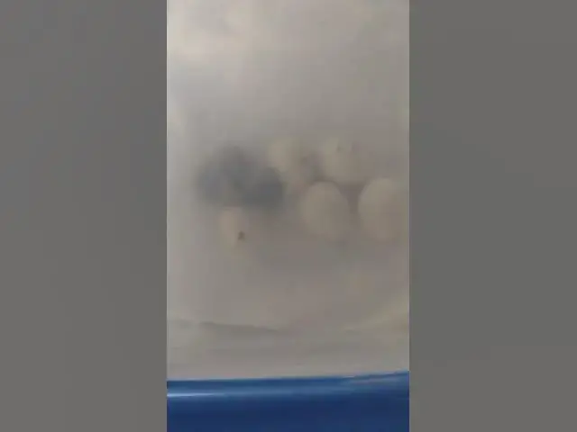 Video thumbnail for Chicks Hatching In Incubator #shorts