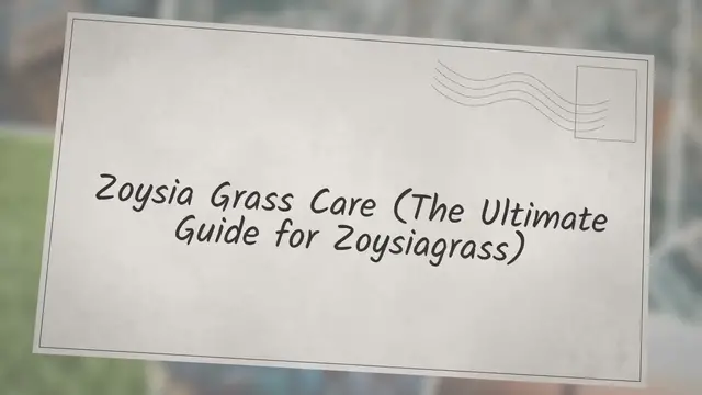 'Video thumbnail for Zoysia Grass Care (The Ultimate Guide For Zoysiagrass)'