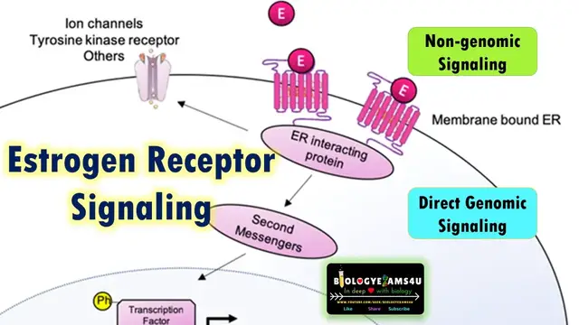 'Video thumbnail for Estrogen Signaling Pathway Steps || Genomic and Nongenomic pathways of steroid hormones'
