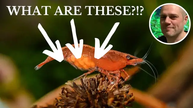 Video thumbnail for Do Red Cherry Shrimps Lay Eggs?
