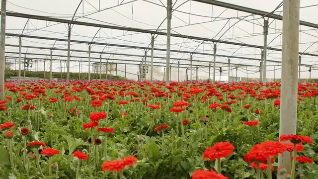 Video thumbnail for Caring For Geraniums