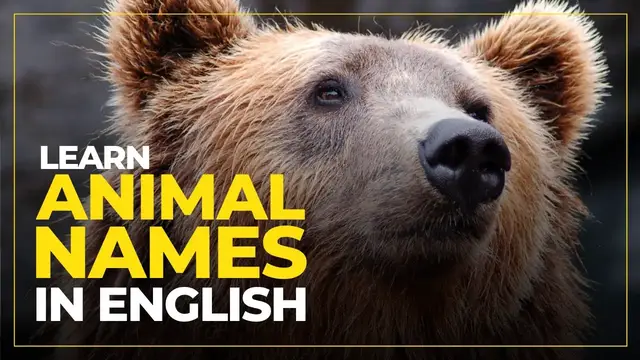 Video thumbnail for LEARN Animal Names in ENGLISH