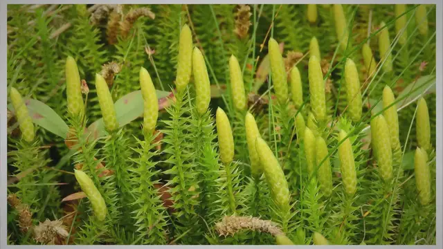 Video thumbnail for Was ist Lycopodium? (De)
