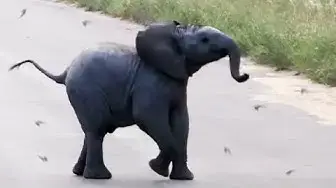 Video thumbnail for Baby Elephant Calf vs Birds