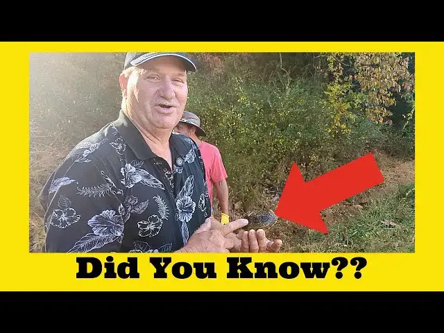 Video thumbnail for Random Turtle Facts