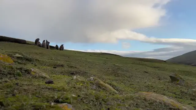 Video thumbnail for Fluffy King Penguin Chicks Investigate Camera | Wild-ish TV