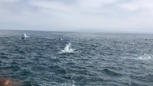Video thumbnail for Hundreds Of Dolphins Form Rare Superpod | Wild-ish TV