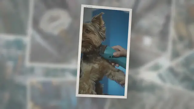 'Video thumbnail for New Types Of Aussiedoodle Haircuts With Pictures - [2023]'