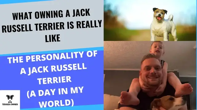 Video thumbnail for What Owning A Jack Russell Terrier Is Really Like: The Personality of A Jack Russell Terrier