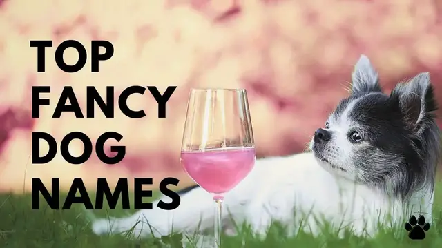 'Video thumbnail for Fancy Dog Names 36 TOP & BEST Stylish Ideas'