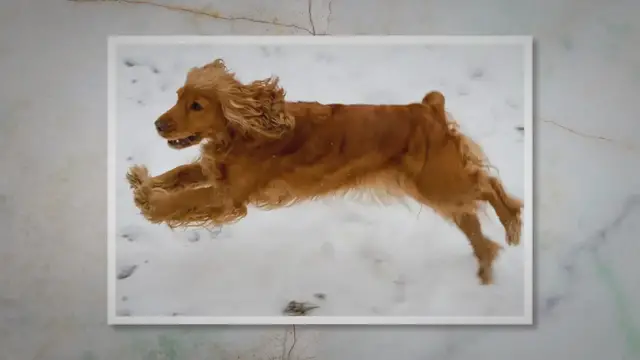 'Video thumbnail for Everything you need to know about Cocker spaniels'