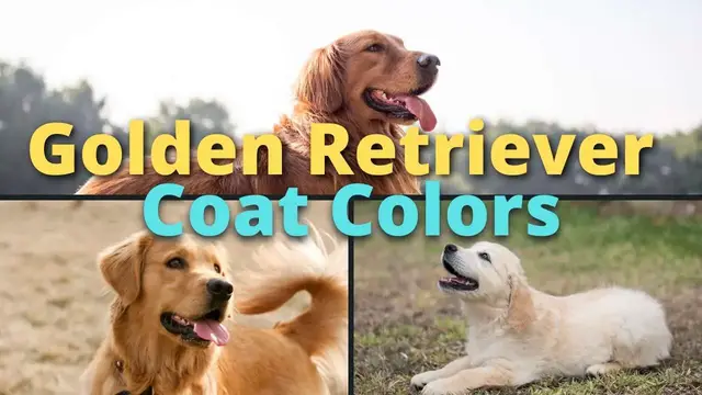 Video thumbnail for Coat Colors of Golden Retrievers