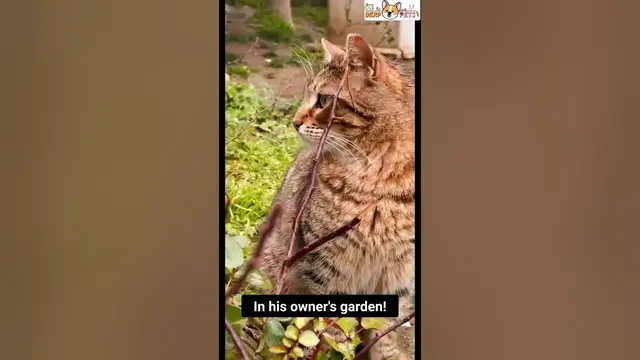 'Video thumbnail for Cat posing for his photoshoot #cat #cats #photoshoot #shorts #pets #shortsfeed #viral #viralshorts'