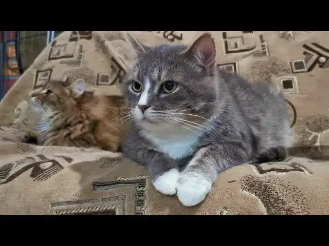 'Video thumbnail for Why do cats often follow people to the bathroom?'