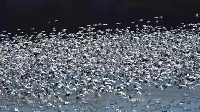 Video thumbnail for Mesmerising Moment 100,000 Snow Geese Migrate North | Wild-ish TV