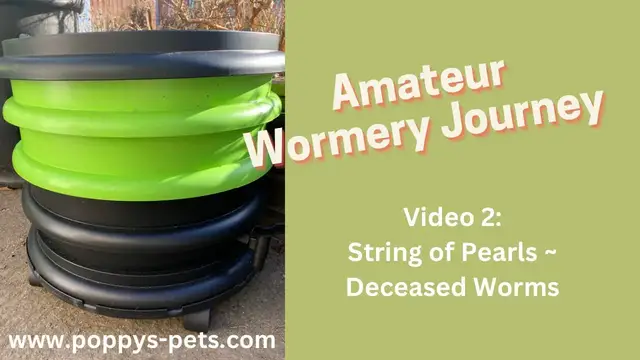 Video thumbnail for Video 2: A Few Compost Worms Died in the 1st Month - Is String of Pearls the Cause? (WormBox Ferme Du Moutta)