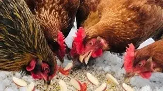'Video thumbnail for HOW TO FEED  CHICKENS APPLE TREATS'