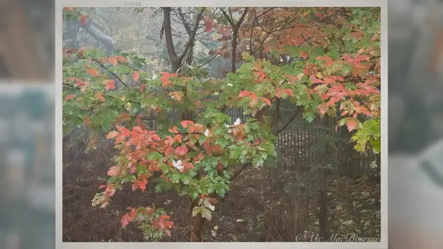 Video thumbnail for Paperbark Maple: Understory tree with year-round interest