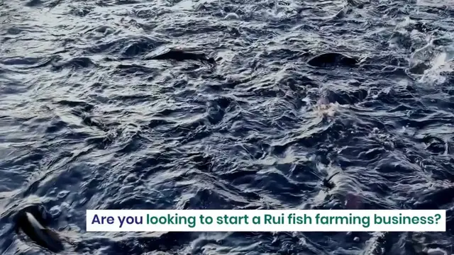 Video thumbnail for Rui fish farming
