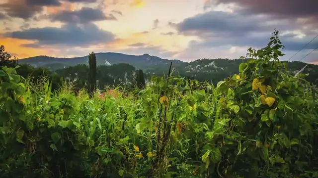 Video thumbnail for Heartfelt Quranic recitation by Hafiz Musharraf Shahat